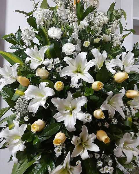Cenit de Lirios Blancos | TRI-049