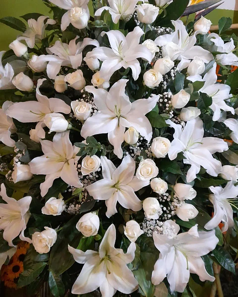 Aurora de Lirios Blancos | TRI-093