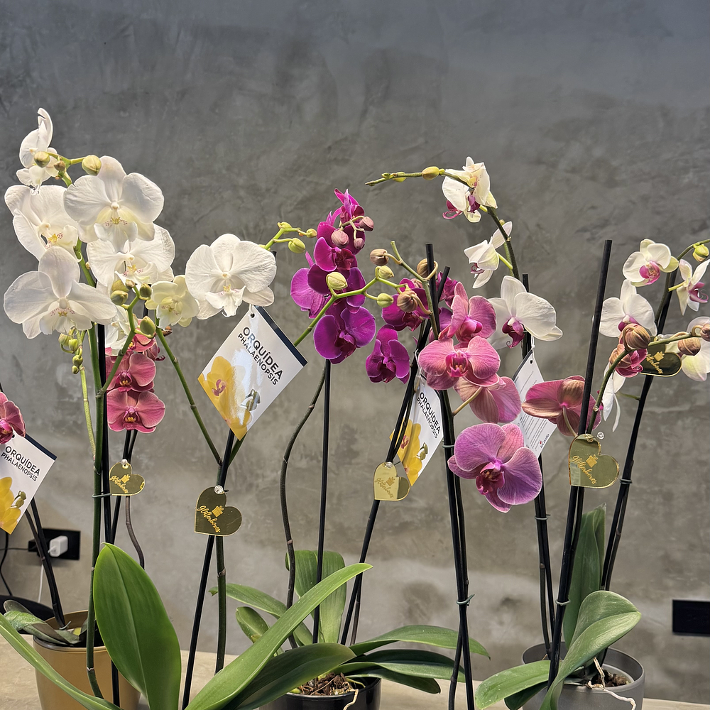 Orquídeas naturales 