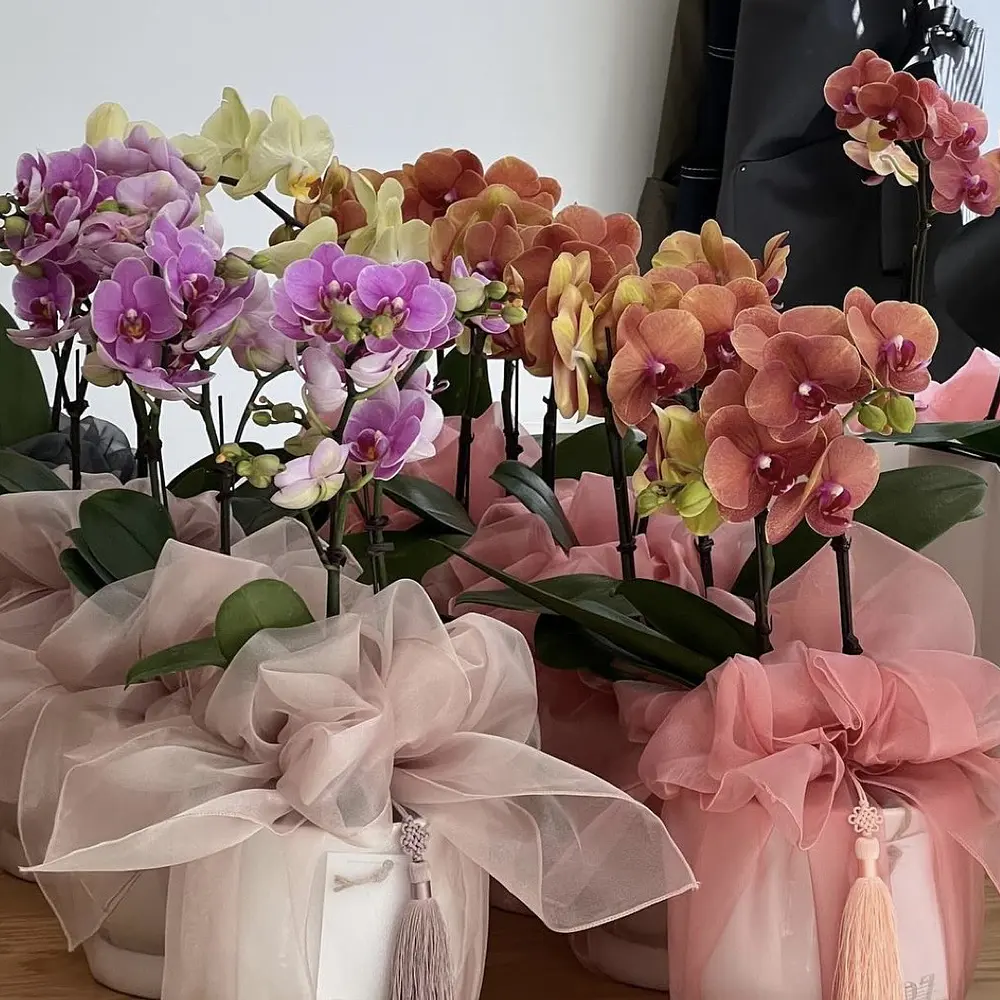 Plantas de orquídeas miniatura 