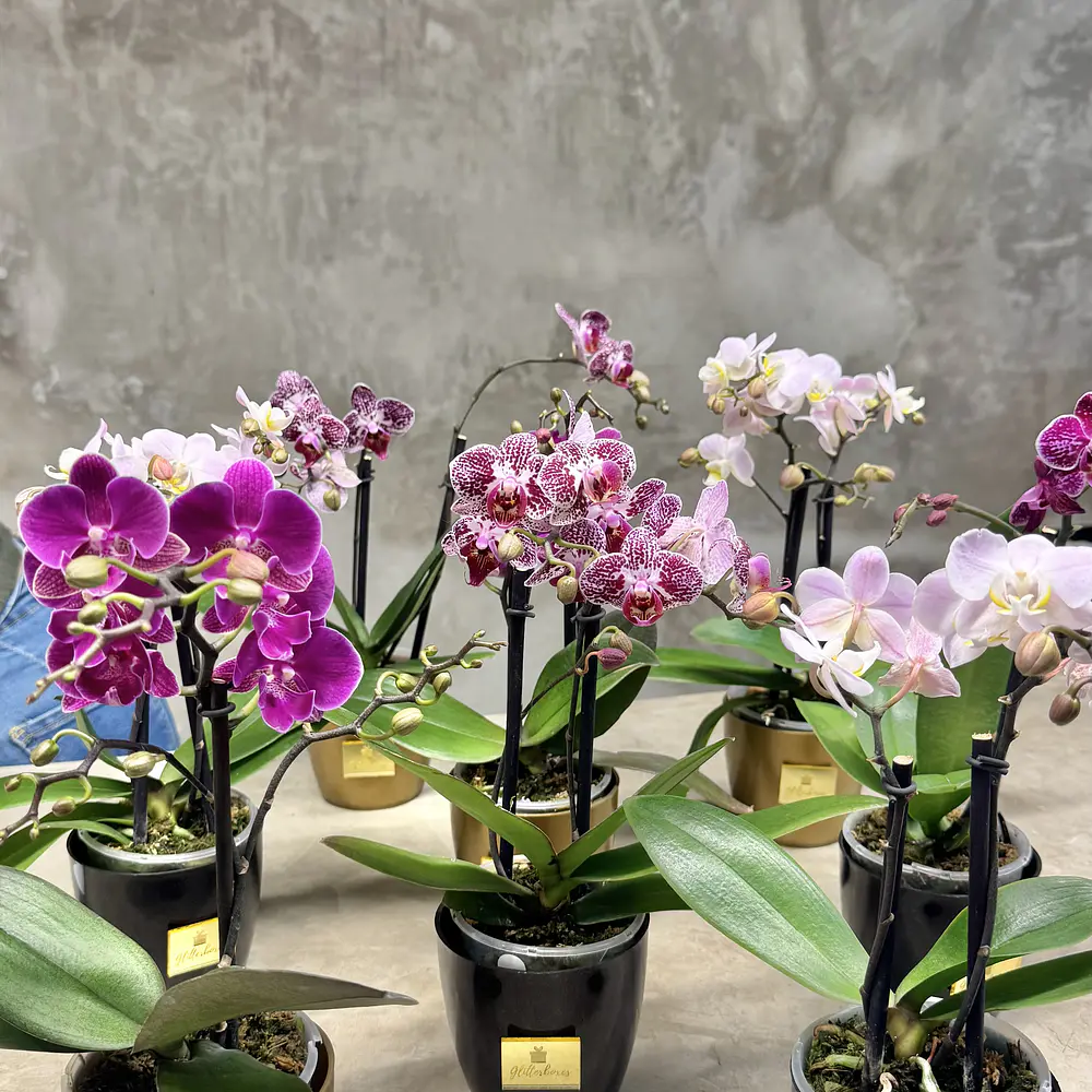 Plantas de orquídeas miniatura 30cm