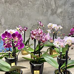 Plantas de orquídeas miniatura 30cm