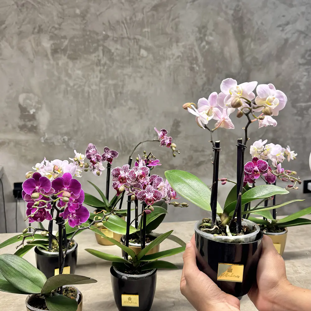 Plantas de orquídeas miniatura 30cm