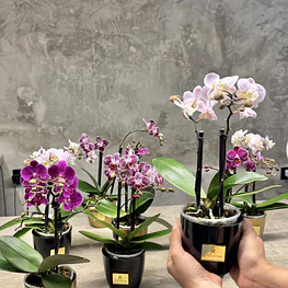 Plantas de orquídeas miniatura 30cm
