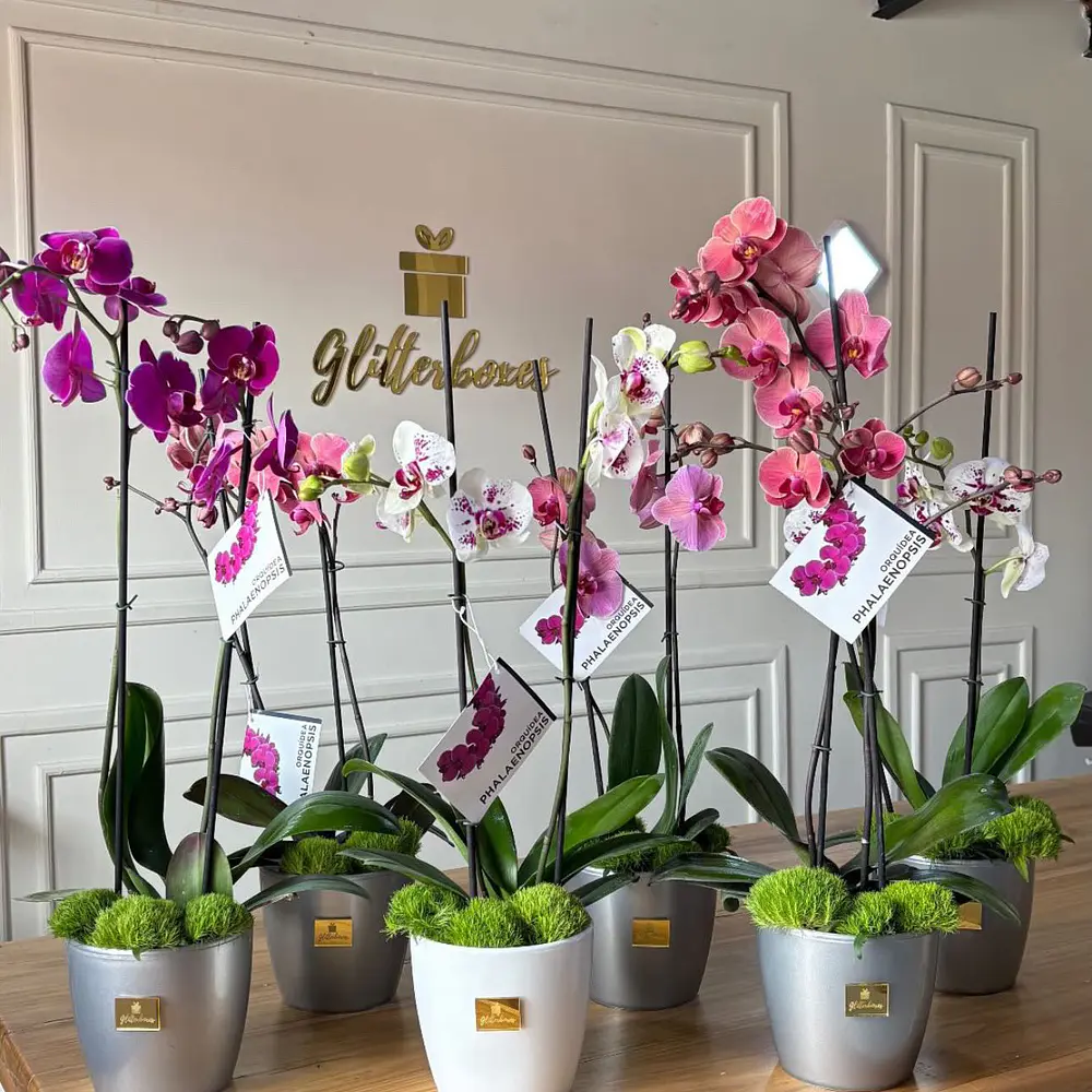 Orquídeas tamaño grande 