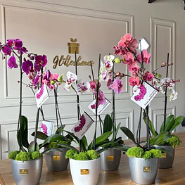 Orquídeas tamaño grande 