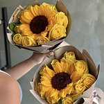 Girasol premium