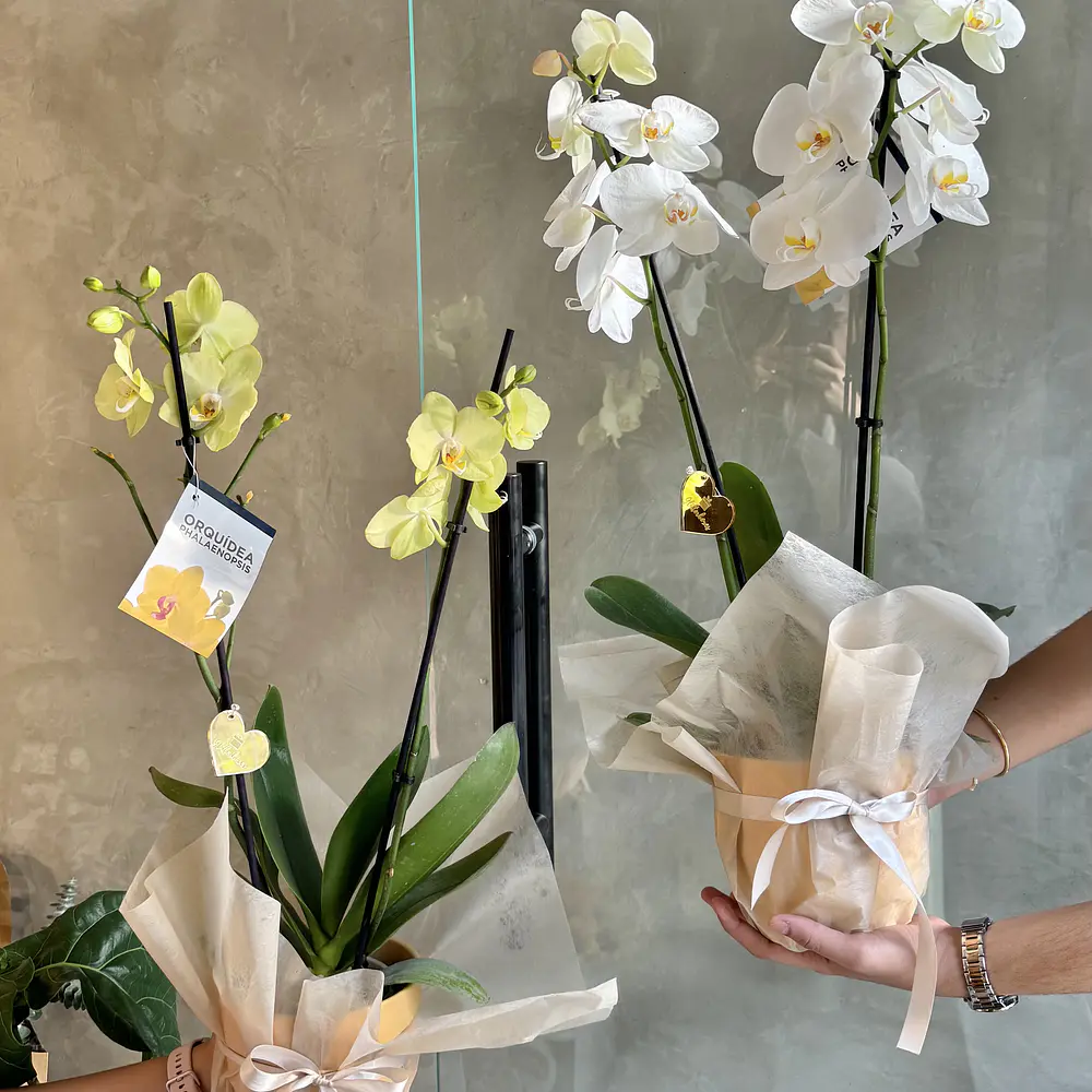 Orquídeas naturales 