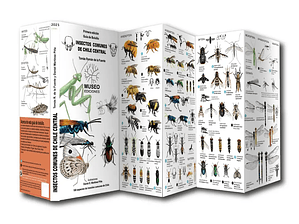 Guía de bolsillo Insectos de Chile Central