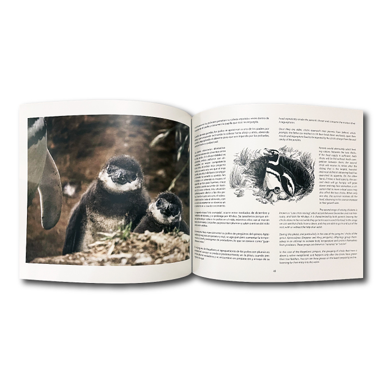 Pingüino de Magallanes - Entre islas y agua del estrecho 2