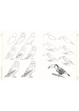 Dibujo Realista Paso A Paso - 100 Aves, Mariposas E Insectos