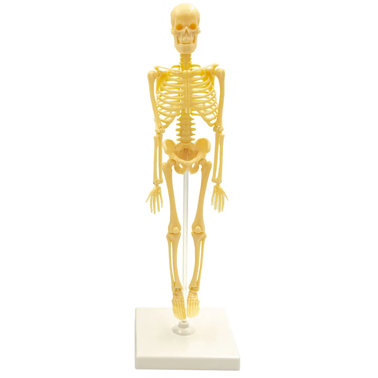 JM – Esqueleto Anatómico con Soporte – 6 × 22 cm – 2