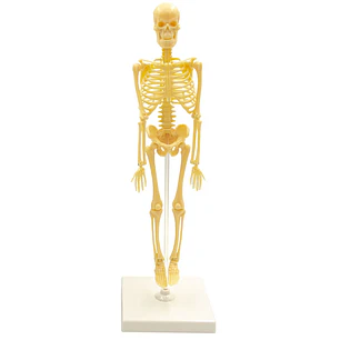 JM – Esqueleto Anatómico con Soporte – 6 × 22 cm
