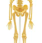 JM – Esqueleto Anatómico con Soporte – 6 × 22 cm - Miniatura 2