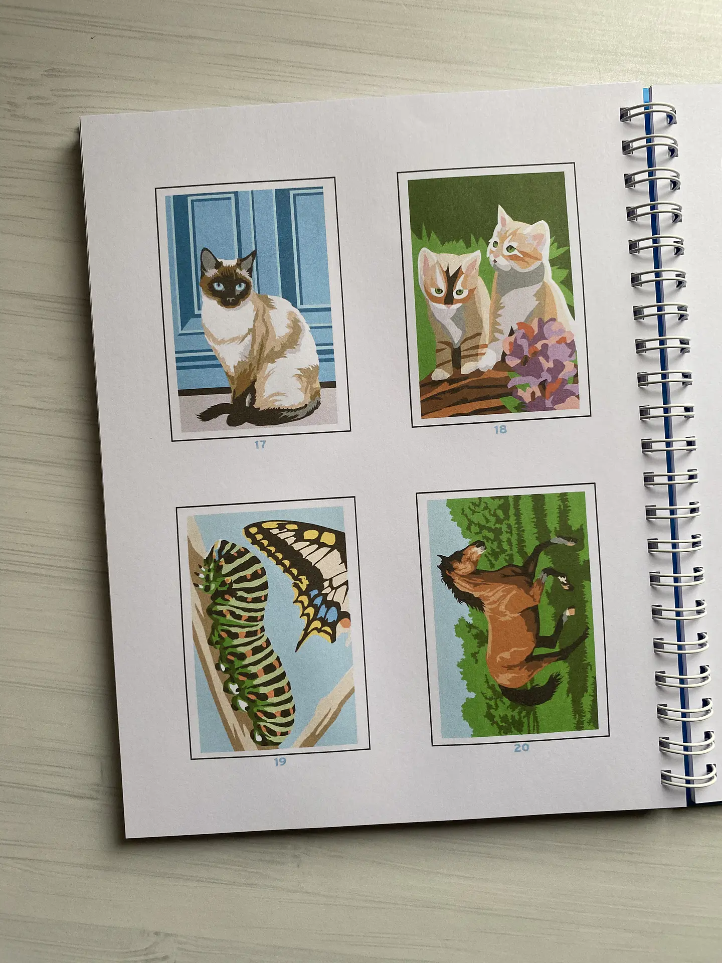 Libro para colorear “ Animales Misteriosos