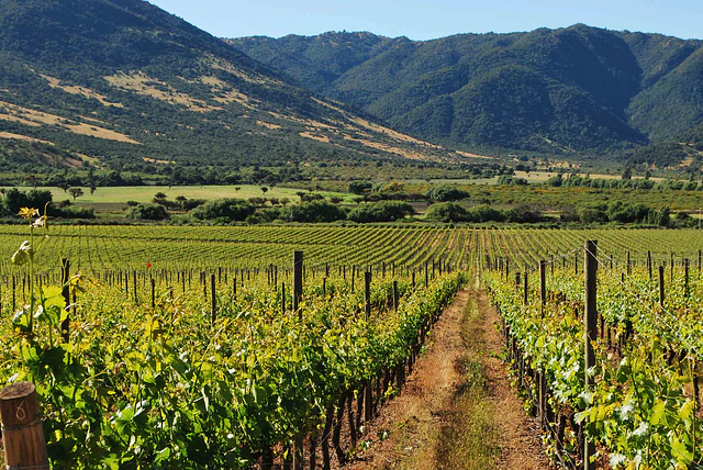 Colchagua