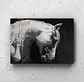 Cuadro Animales: CABALLO BLANCO  - Miniatura 1