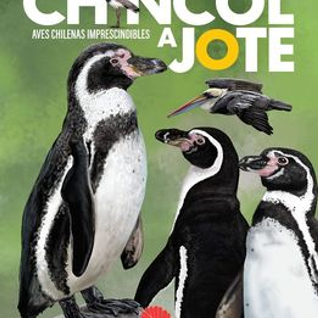 De chincol a jote. Aves chilenas imprescindibles 1
