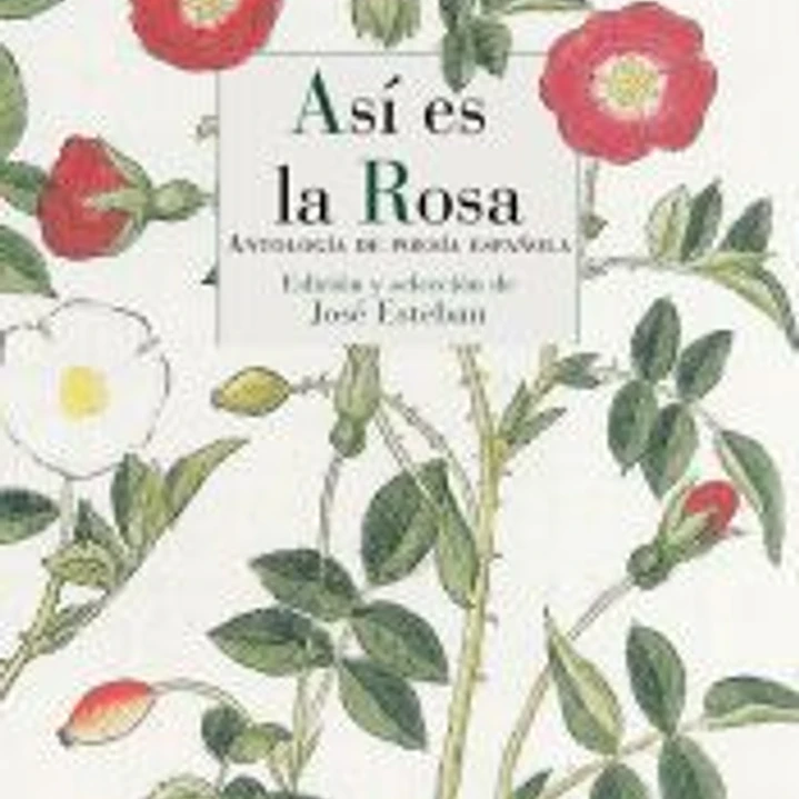Así es la rosa 1