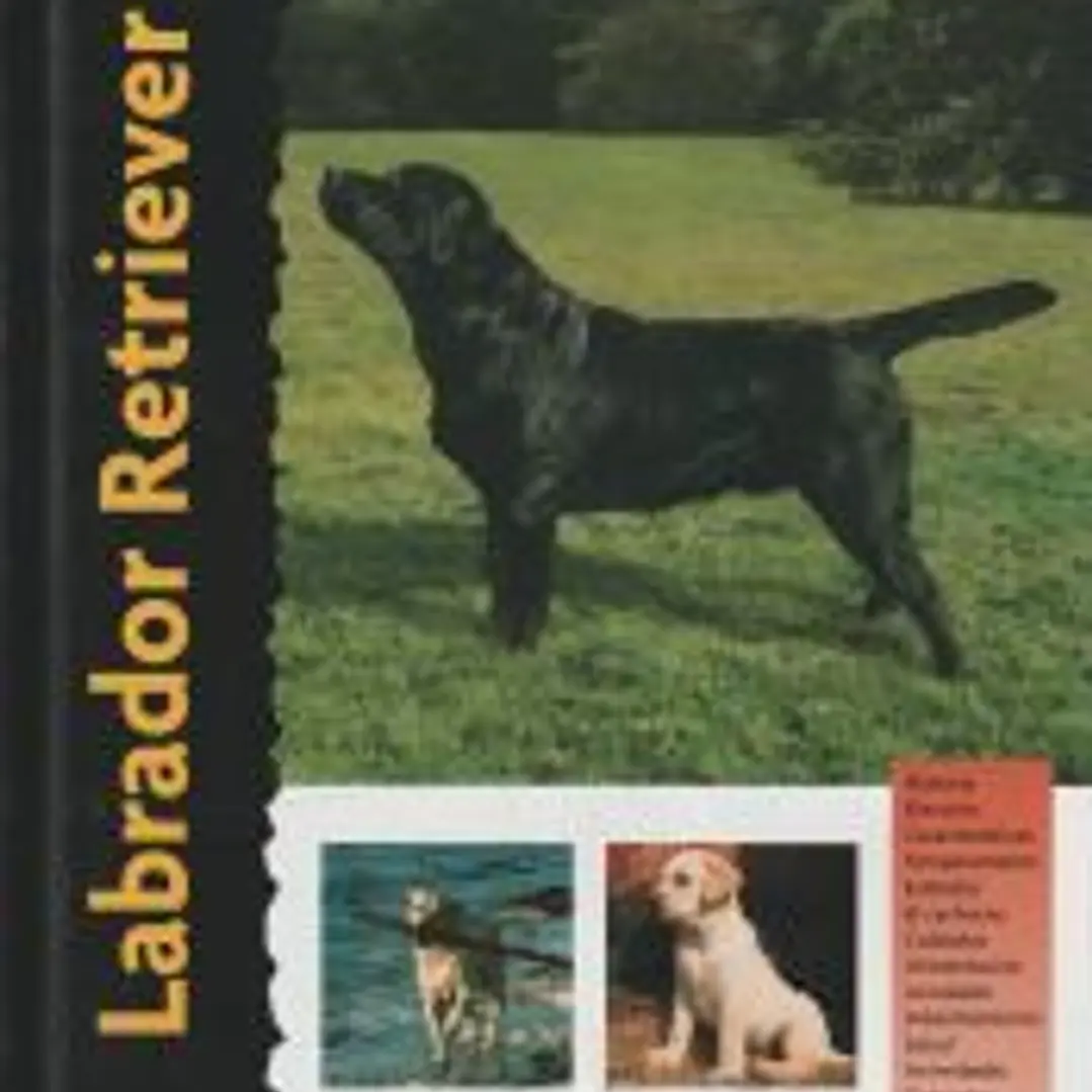 Labrador Retriever (Excellence) 1