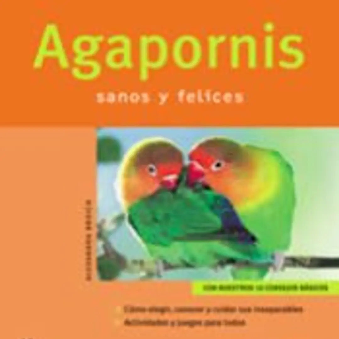Agapornis (Mascotas en casa) 1