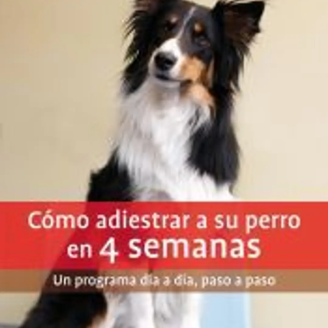 Cómo adiestrar a su perro en 4 semanas 1
