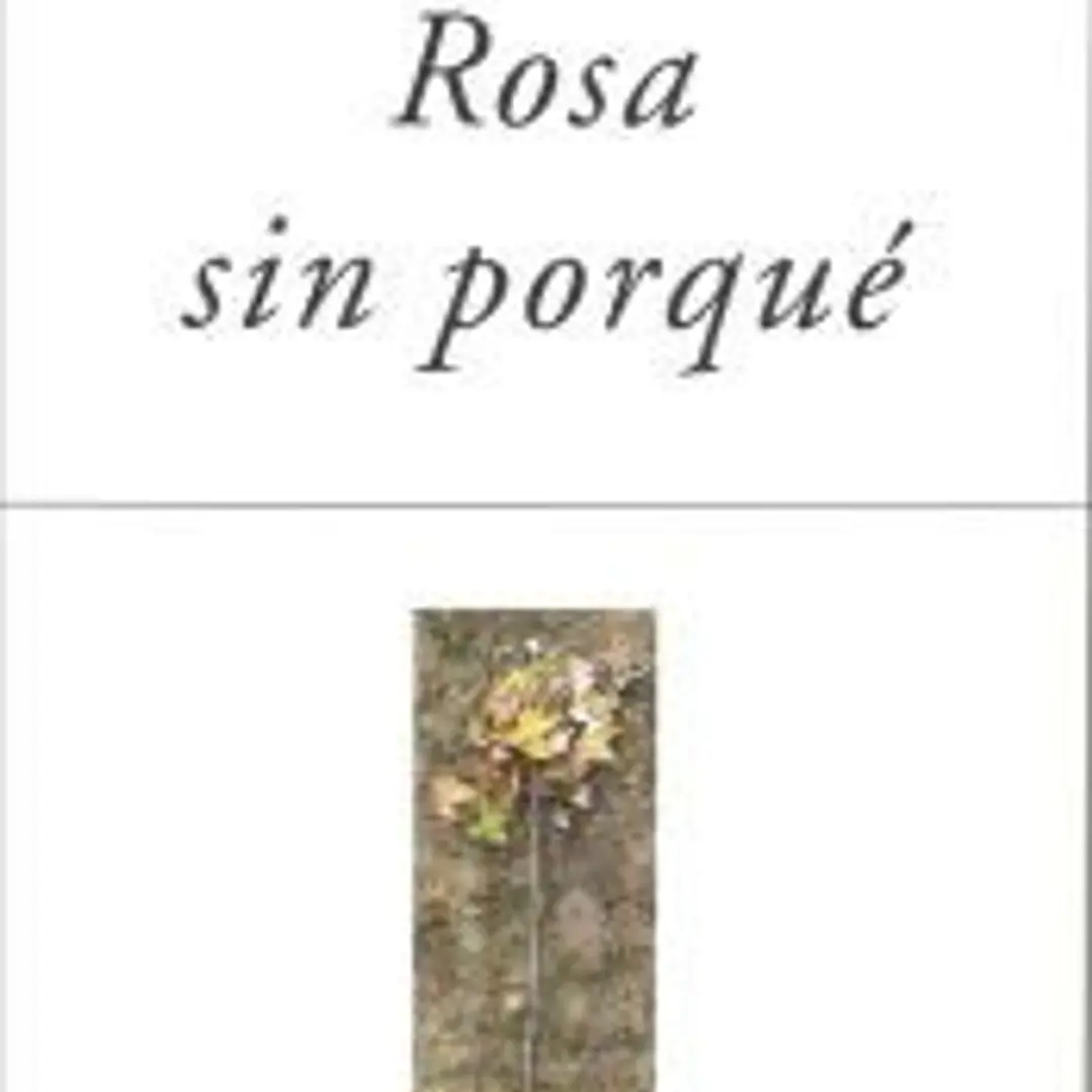 ROSA SIN PORQUÉ 1