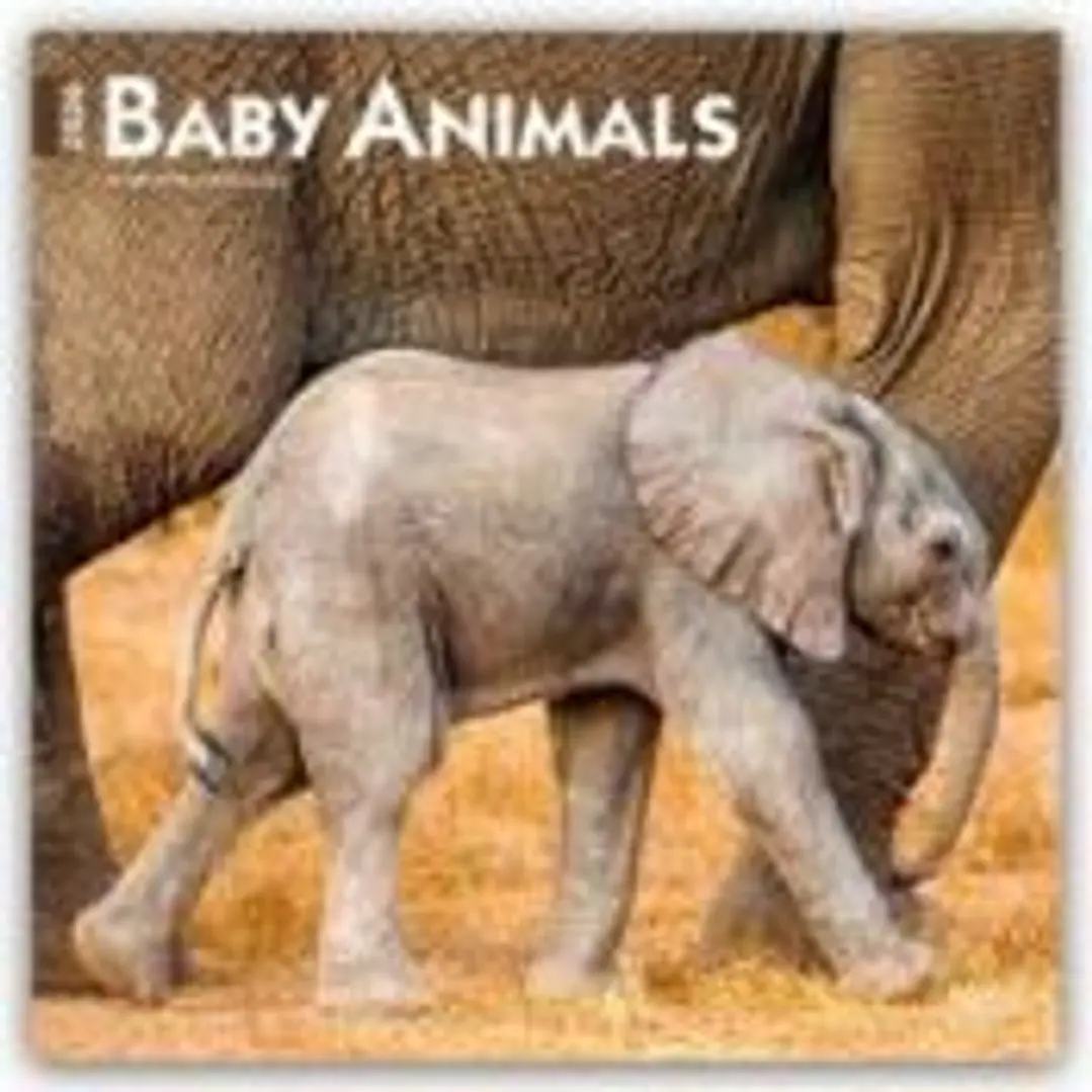 Baby Animals 2026 12 X 24 Inch (Hanging) Monthly Square Wall Calendar Plastic-Free 1