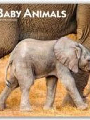 Baby Animals 2026 12 X 24 Inch (Hanging) Monthly Square Wall Calendar Plastic-Free