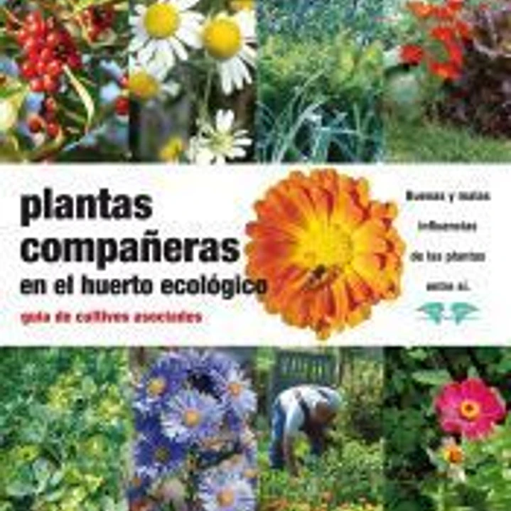 Plantas compañeras en el huerto ecológico 1