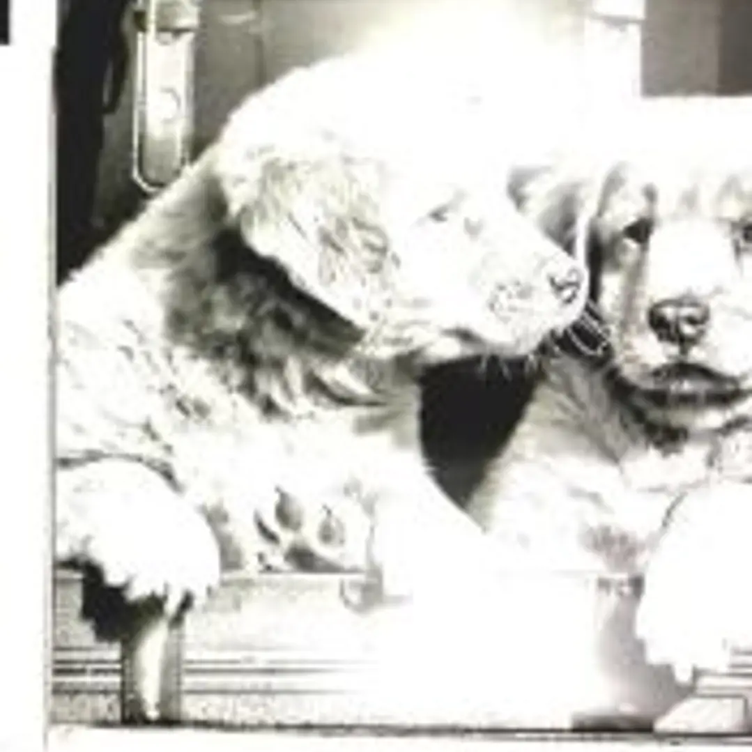 Puppies 2011 1