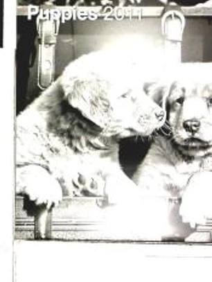 Puppies 2011