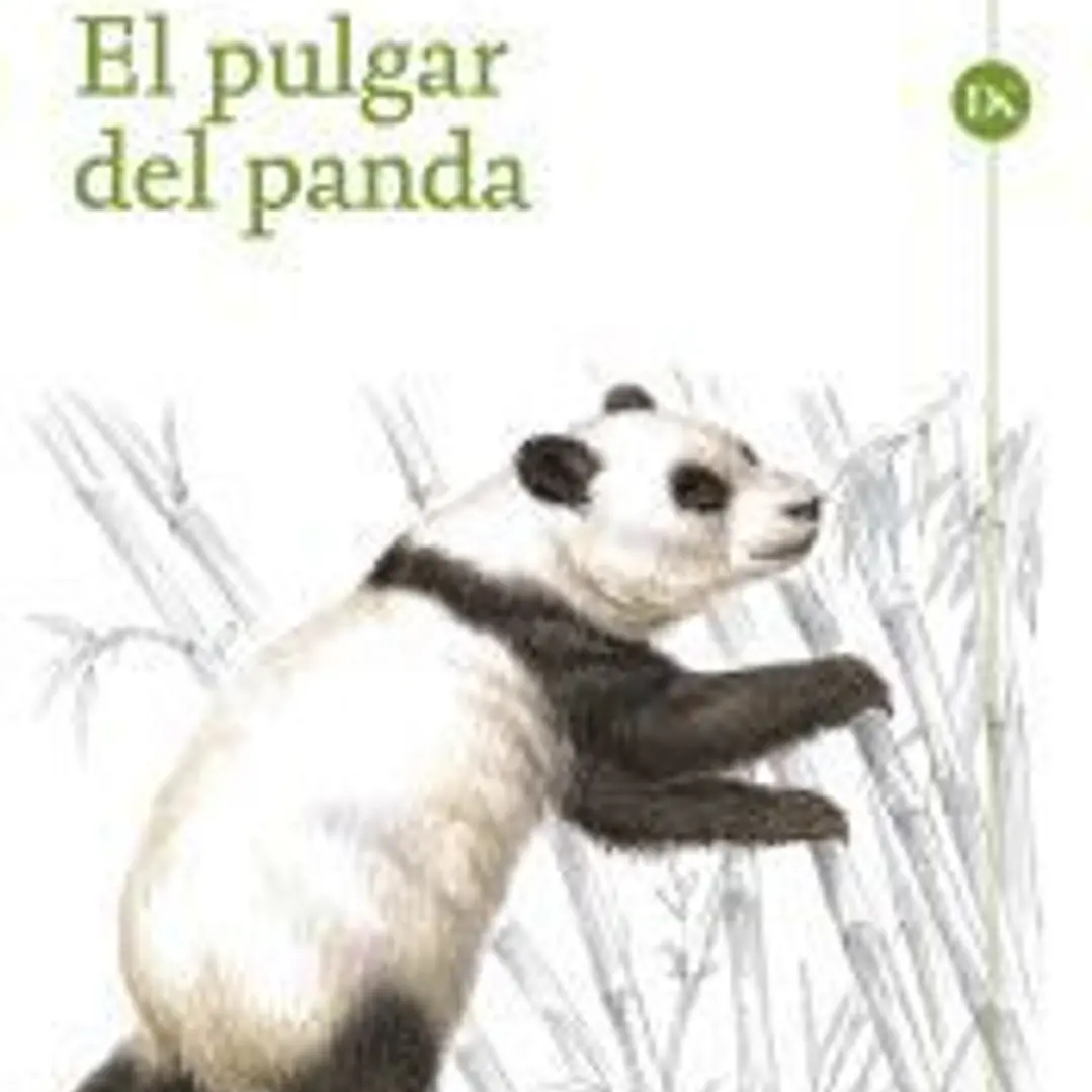 El pulgar del panda 1
