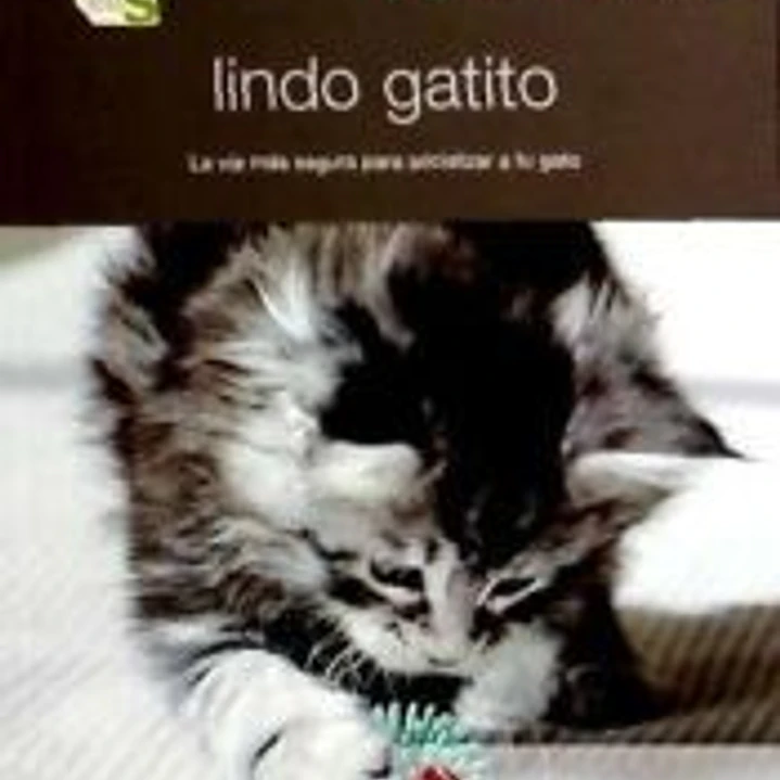 Lindo gatito: La vía más segura para socializar a tu gato 1