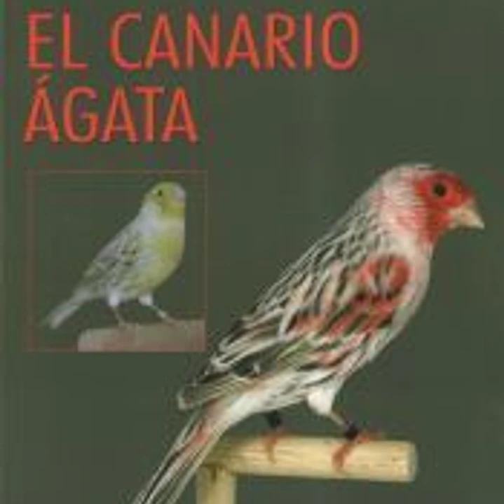 El canario ágata 1