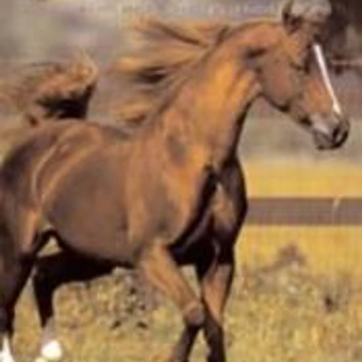 LA VIDA DE LOS CABALLOS 1