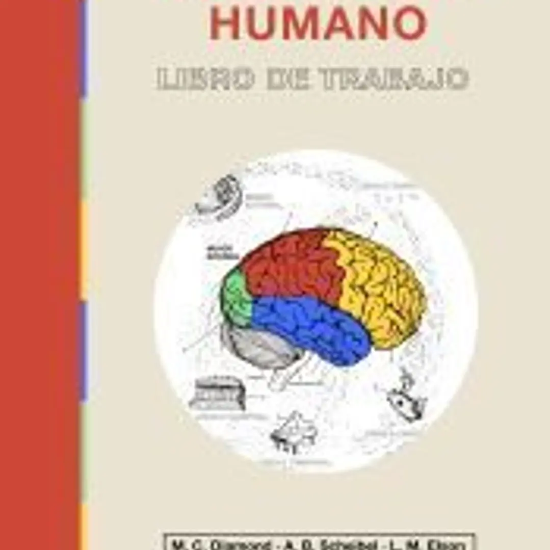 El cerebro humano 1