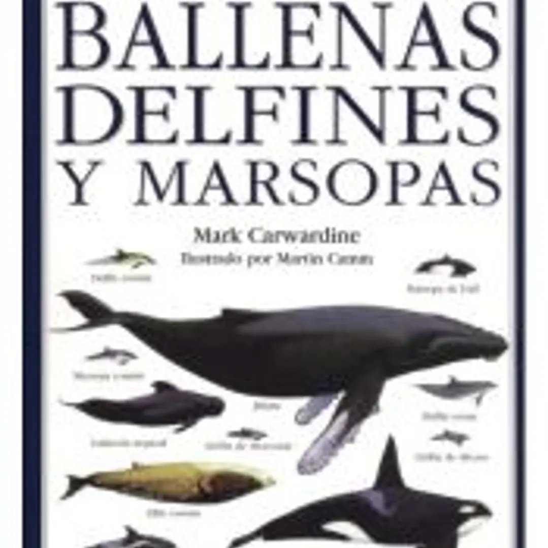 Ballenas, delfines y marsopas: una guía visual de todos los cetáceos 1