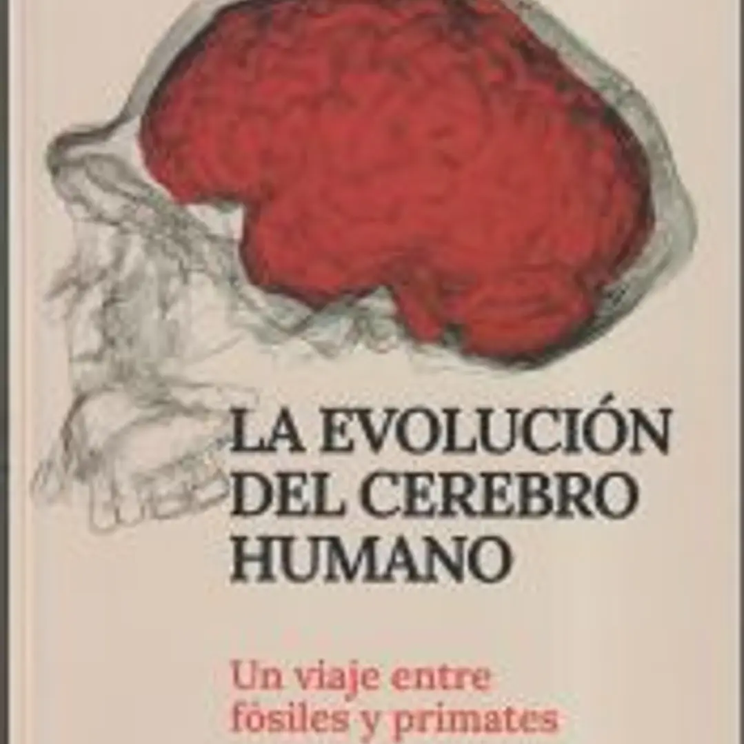 La evolución del cerebro humano 1