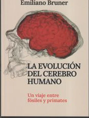 La evolución del cerebro humano