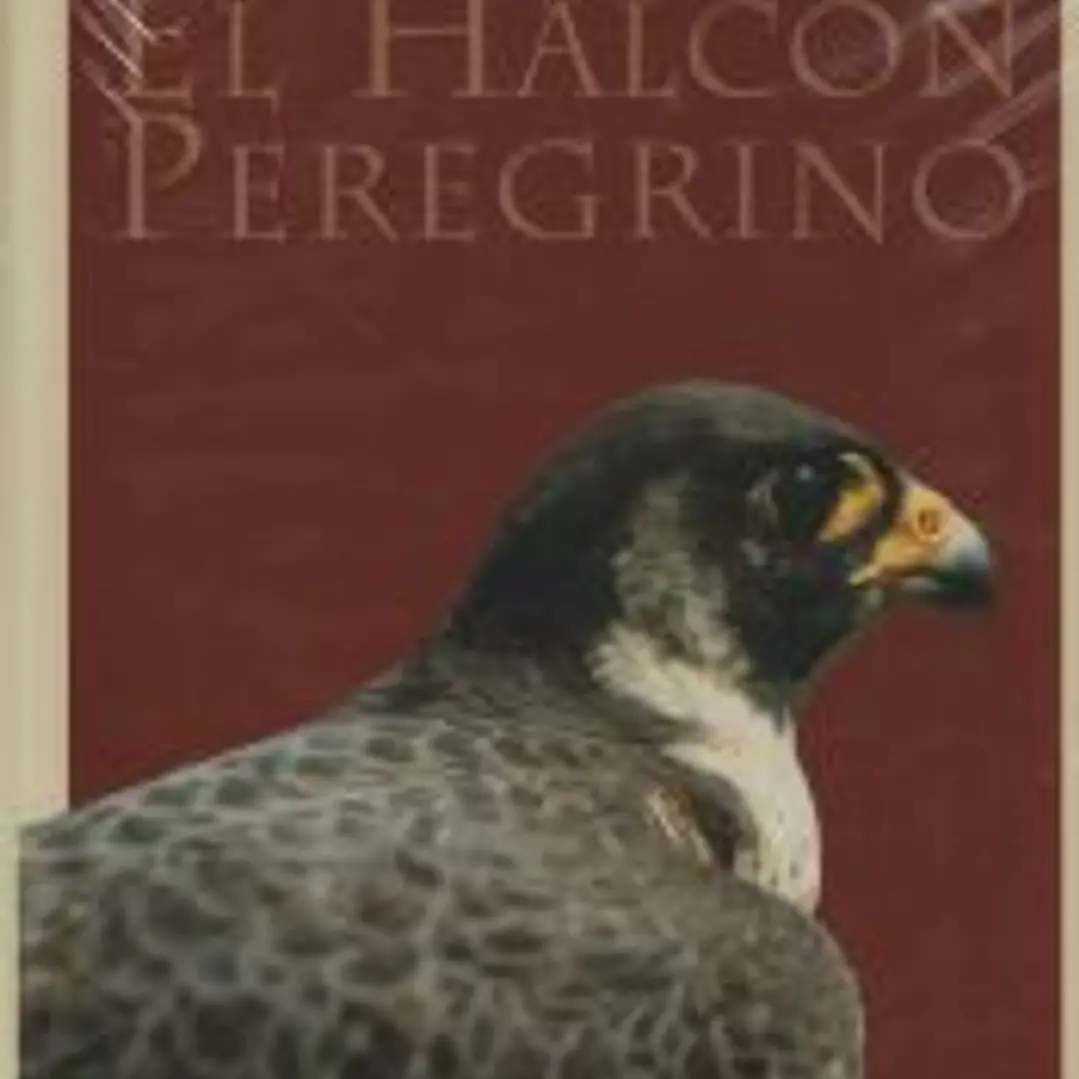 El halcón peregrino 1