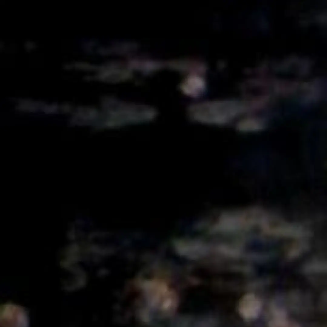 Monet 2011 1