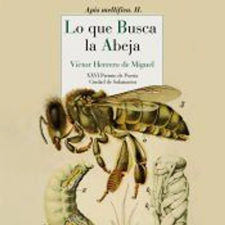 Lo que busca la abeja 1