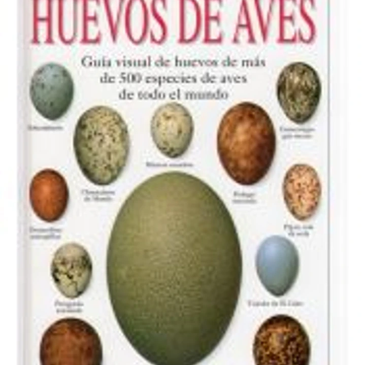HUEVOS DE AVES 1