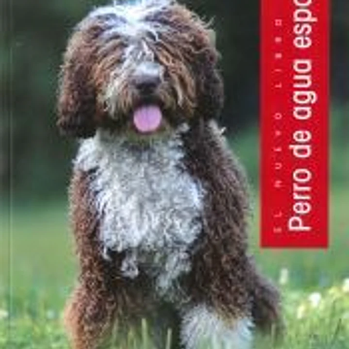 Perro de agua español 1