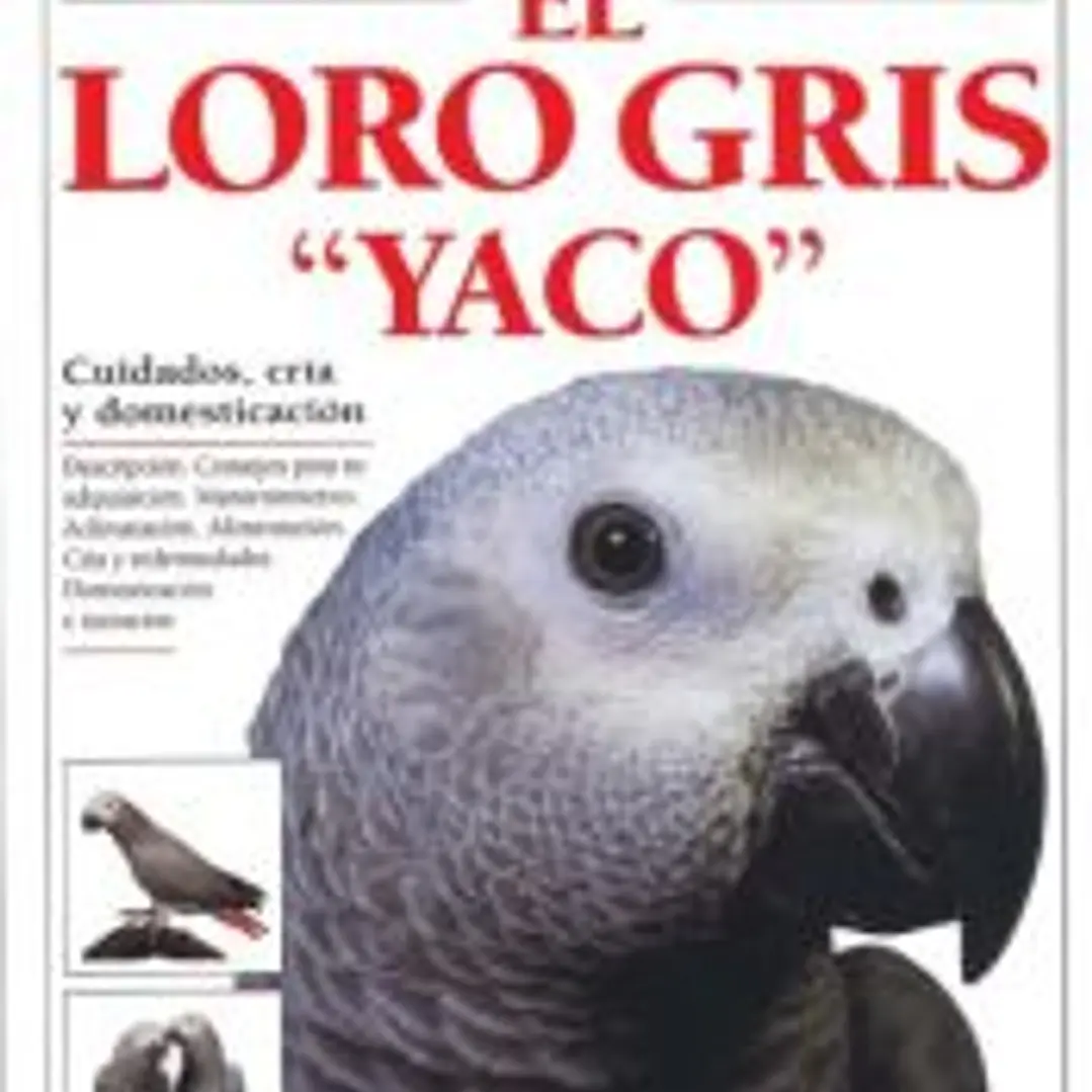EL LORO GRIS YACO 1