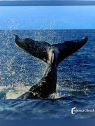Animales del mar