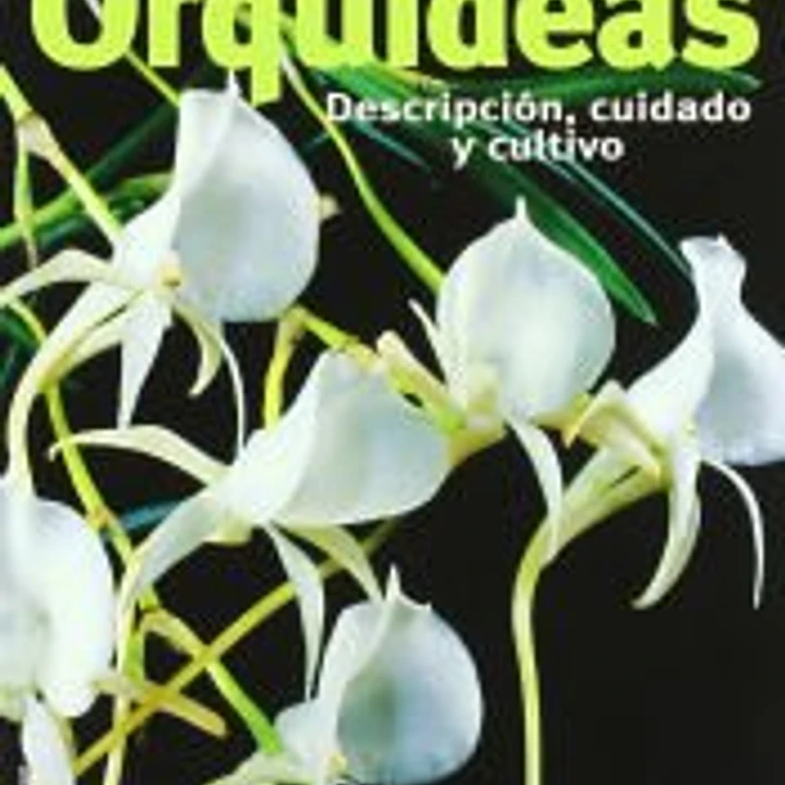 ORQUÍDEAS 1