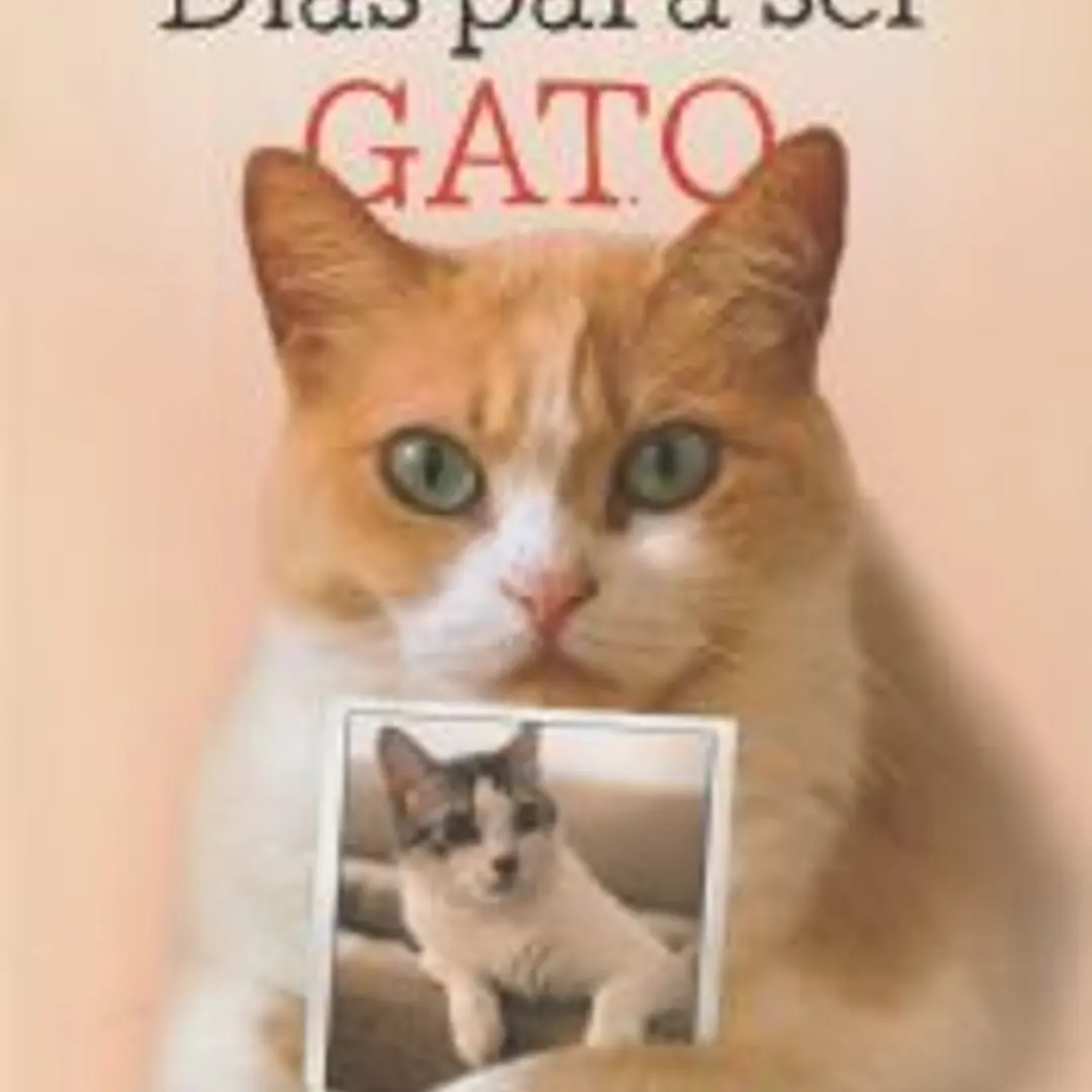 Días para ser gato 1