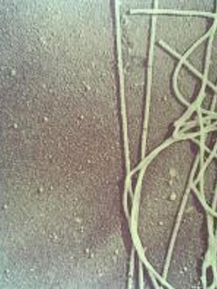 BIOLOGÍA DE LA CÉLULA